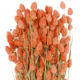 Bouquet fleurs séchées phalaris saumon - 70 cm