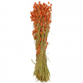 Bouquet fleurs séchées phalaris saumon - 70 cm