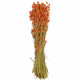 Bouquet fleurs séchées phalaris saumon - 70 cm