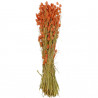 Bouquet fleurs séchées phalaris saumon - 70 cm