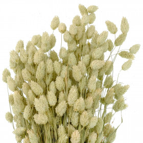 Bouquet fleurs séchées phalaris - 70 cm