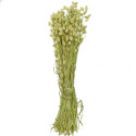 Bouquet fleurs séchées phalaris - 70 cm