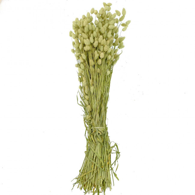 Bouquet fleurs séchées phalaris - 70 cm