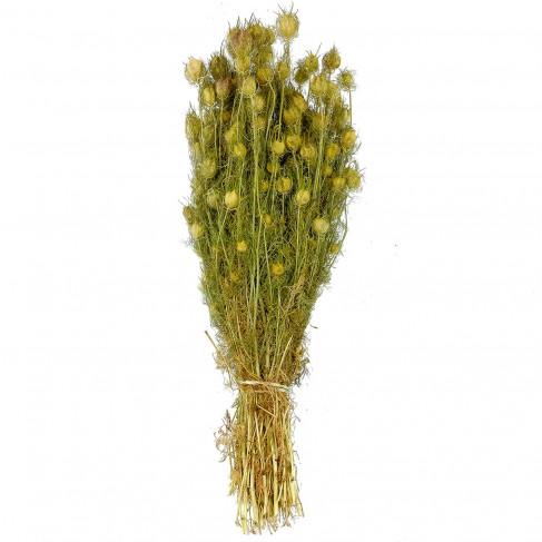 Bouquet fleurs séchées nigella - 45 cm