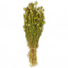 Bouquet fleurs séchées nigella - 45 cm