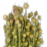 Bouquet fleurs séchées nigella - 45 cm