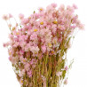 Bouquet fleurs séchées rhodante rose - 50 cm