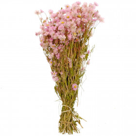 Bouquet fleurs séchées rhodante rose - 50 cm