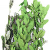 Quercus ilex vert - 90 cm