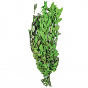 Quercus ilex vert - 90 cm