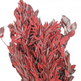 Quercus ilex rouge stabilisé - 90 cm