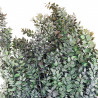 Branchage de ruscus vert stabilisé - 90 cm.