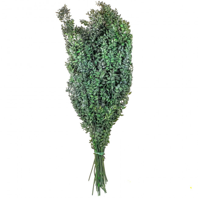Branchage de ruscus vert stabilisé - 90 cm.