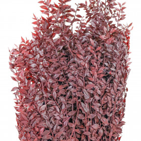 Branchage de ruscus rouge stabilisé - 90 cm.