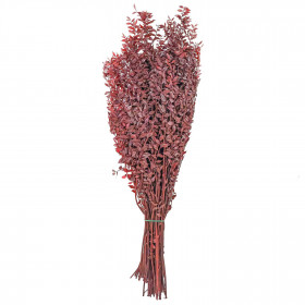 Branchage de ruscus rouge stabilisé - 90 cm.
