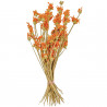 Bouquet de leonitis leonurus orange stabilisé - 60 cm