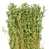 Bouquet de briza maxima vert - 60 cm