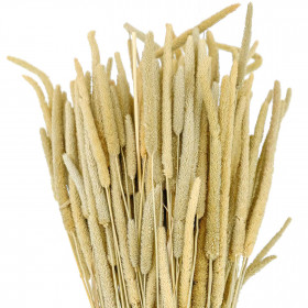Bouquet de phleum pratense - 70 cm