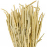 Bouquet de phleum pratense - 70 cm