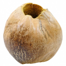 Vase noix de coco - A l'unité