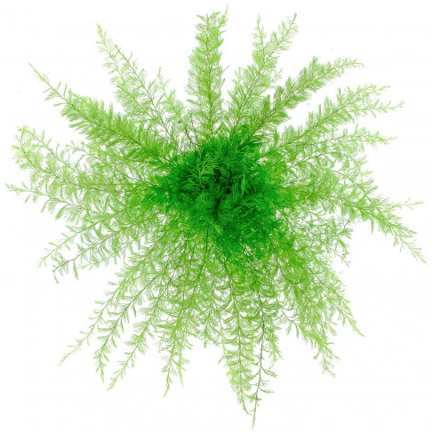Bouquet de sertularia argentea stabilisée 