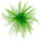 Bouquet de sertularia argentea stabilisée 