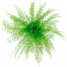 Bouquet de sertularia argentea stabilisée 