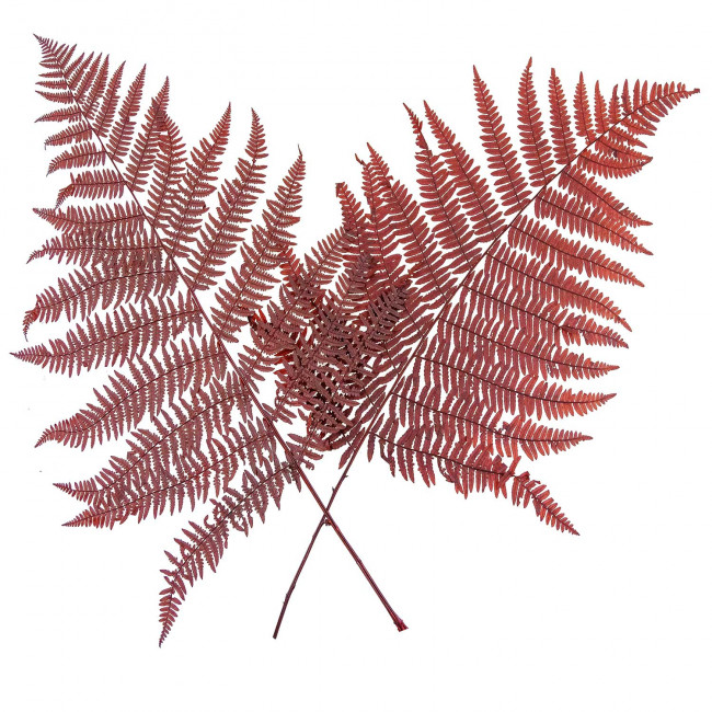 Feuilles de fougère rouge stabilisée - 40 à 50 cm - Lot de 20