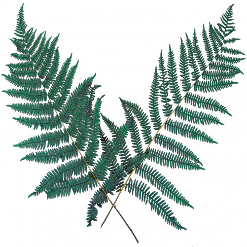 Feuilles de fougère verte stabilisée - 40 à 50 cm - Lot de 20