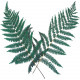 Feuilles de fougère verte stabilisée - 40 à 50 cm - Lot de 20