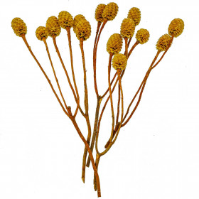 Fleurs de sabulosum blanchi - 15 têtes