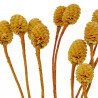 Fleurs de sabulosum blanchi - 15 têtes