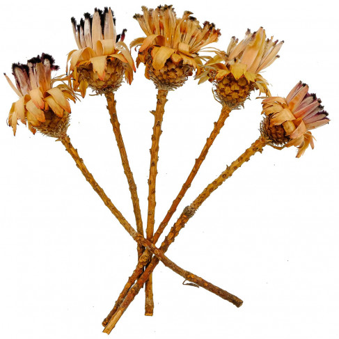 Fleurs sechées protea neriifolia - 30 à 35 cm - Lot de 5