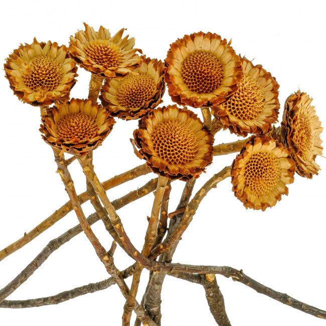 Fleurs sechées protea susanna rosette - Lot de 5