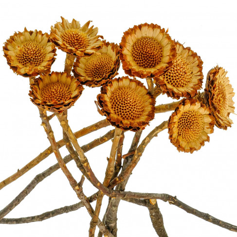 Fleurs sechées protea susanna rosette - Lot de 5