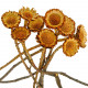 Fleurs sechées protea susanna rosette - Lot de 5