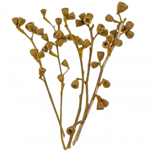 Branches d'eucalyptus avec fleurs - 20 à 30 cm - 100 grammes