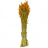Bouquet fleurs séchées avoine orange - 70 cm