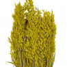 Bouquet fleurs séchées avoine jaune - 70 cm