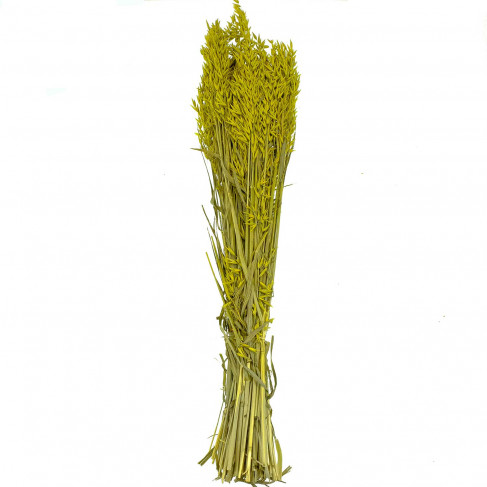 Bouquet fleurs séchées avoine jaune - 70 cm