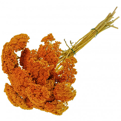 Bouquet fleurs séchées achillea parker orange - 60 cm