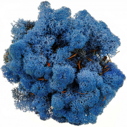 Lichen des rennes stabilisé bleu - 120 grammes