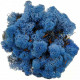 Lichen des rennes stabilisé bleu - 120 grammes