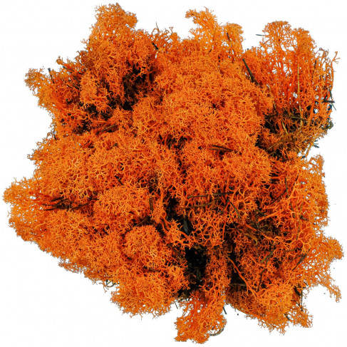 Lichen des rennes stabilisé orange - 120 grammes
