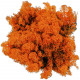 Lichen des rennes stabilisé orange - 120 grammes