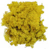 Lichen des rennes stabilisé jaune - 120 grammes.