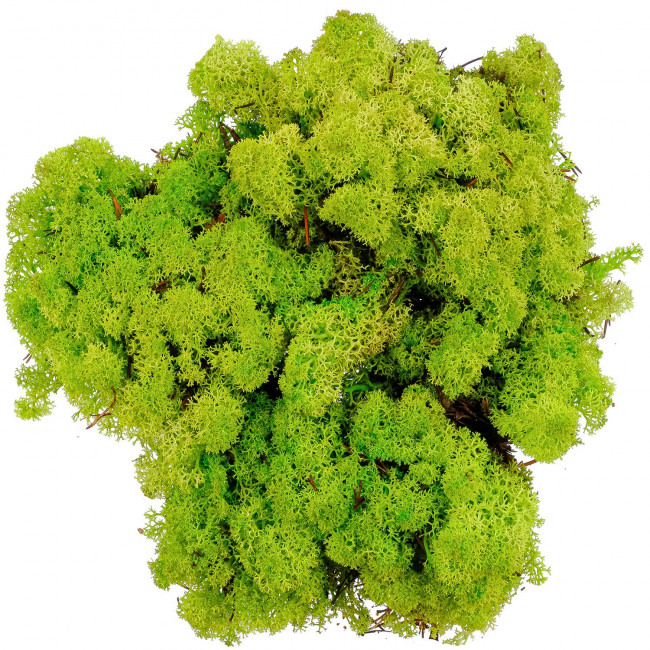 Lichen des rennes stabilisé vert clair - 120 grammes