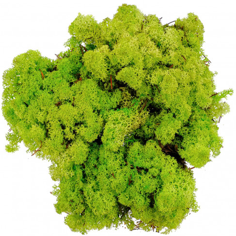 Lichen des rennes stabilisé vert clair - 120 grammes