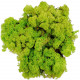 Lichen des rennes stabilisé vert clair - 120 grammes
