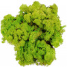 Lichen des rennes stabilisé vert clair - 120 grammes